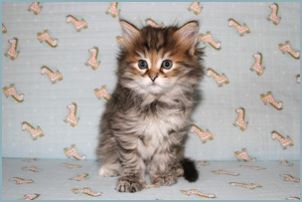 Female Siberian Kitten from Deedlebug Siberians